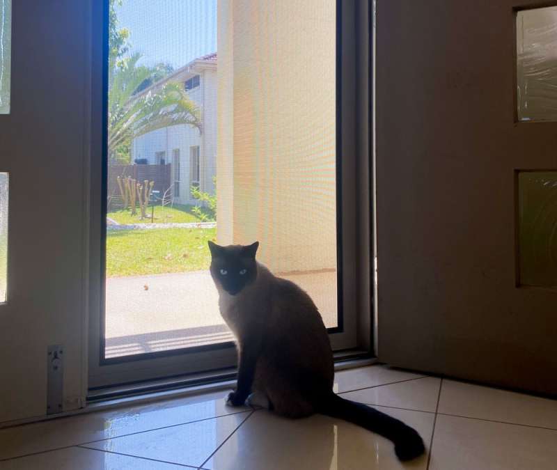 Cat enjoying the bayside breezes behind security door